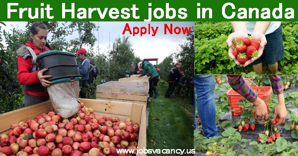 Fruit Harvest jobs Canada