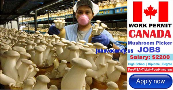 Photo of Mushroom picking jobs in Canada Whitecrest Mushrooms Limited