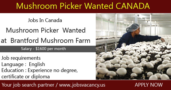 Photo of Jobs in Canada Mushroom Picker wanted at Brantford Mushroom Farm,