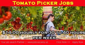 Tomato picker jobs canada 2023