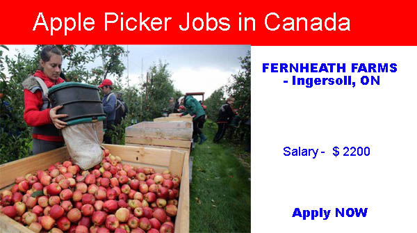 Photo of Apple Picker Jobs in Canada Fernheath Farms Ingersoll, On