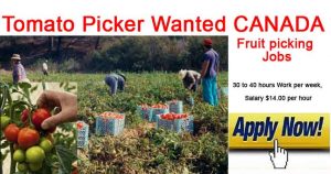 Tomato Picker Jobs in CANADA 2023