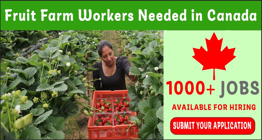 Photo of Fruit Farm Workers Needed in Canada | Fruit Farm Jobs in Canada