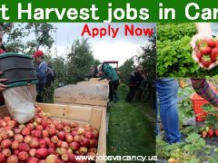 Fruit Harvest jobs Canada for foreigners