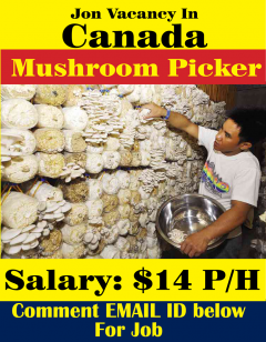 Mushroom picker wanted in Canada |2023-2024|LMIA Jobs Canada